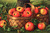 Apples In A Basket1 By Levi Wells Prentice By Levi Wells Prentice