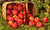 Basket Of Apples1 By Levi Wells Prentice By Levi Wells Prentice