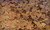 Copperhead Snake On Dead Leaves By Abbott Handerson Thayer