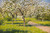 Farm Idyll With Blooming Apple Trees And Chickens By Johan Krouthen