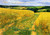 Fields Of Wheat And Poppies By Gustave Loiseau By Gustave Loiseau