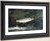 Leaping Trout2 By Winslow Homer