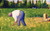 Peasant Working By Georges Seurat