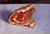 Rib Of Beef By Gustave Caillebotte