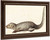 Study Of An Indian Mongoose By Giuseppe Arcimboldo