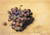 Topaz Grapes By William Merritt Chase