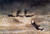 Wreck Of The Iron Crown By Winslow Homer