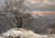 Birch Tree In Winter By Johan Christian Dahl By Johan Christian Dahl