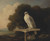 Greenland Falcon By George Stubbs