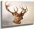 Head Of A Stag (Three Quarter Profile) By Richard Ansdell(English, 1815 1885)