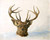 Head Of A Stag  By Richard Ansdell