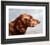 Irish Setter By Carl Reichert Irish Setter By Carl Reichert