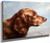 Irish Setter By Carl Reichert Irish Setter By Carl Reichert