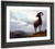 Long Horned Sheep By Albert Bierstadt By Albert Bierstadt Long Horned Sheep By Albert Bierstadt By Albert Bierstadt