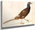 Male Pheasant By Giuseppe Arcimboldo