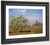 Orchard In Blossom, Louveciennes By Camille Pissarro By Camille Pissarro