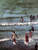 Bathers, Dieppe By Walter Richard Sickert By Walter Richard Sickert