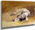 Study Of A Dog By David Cox By David Cox