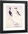 Black Crowned Creame, Night Heron, Albino Partridge By Giuseppe Arcimboldo