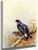 Black Game By Archibald Thorburn