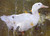 The White Drake By Joseph Crawhall