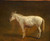 White Mule By Jacques Laurent Agasse By Jacques Laurent Agasse
