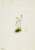Alberta Primrose (Primula Maccalliana) By Mary Vaux Walcott