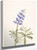 Blue Lupine (Lupinus Argenteus) By Mary Vaux Walcott