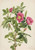 Bourgeau Rose (Rosa Bourgeauiana) By Mary Vaux Walcott