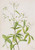 Bowmansroot (Porteranthus Trifoliatus) By Mary Vaux Walcott