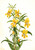 Buff Monkeyflower (Diplacus Longiflorus) By Mary Vaux Walcott