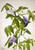 Butterfly Pea (Clitoria Mariana) By Mary Vaux Walcott