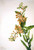 Butterfly Weed (Ascelpias Tuberosa) I By Mary Vaux Walcott