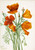 California Poppy (Eschscholtzia Californica) By Mary Vaux Walcott