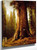California Redwood Trees By Thomas Hill