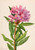 California Rose Bay (Rhododendron Californicum) By Mary Vaux Walcott