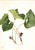 Canada Wild Ginger (Asarum Canadense) By Mary Vaux Walcott