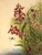 Cardinal Flower (Lobelia Cardinalis) By Mary Vaux Walcott