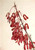 Carolina Maple (Acer Carolinianum) By Mary Vaux Walcott