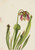 Catesby Pitcherplant (Sarracenia Catesaei) By Mary Vaux Walcott