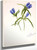 Closed Gentian (Gentiana Andrewskii) By Mary Vaux Walcott