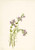 Conradina Verticillata By Mary Vaux Walcott