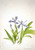 Crested Iris (Iris Cristata) By Mary Vaux Walcott
