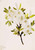 Drummond Willow (Salix Drummondiana) By Mary Vaux Walcott