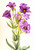 Eustoma Russelianum By Mary Vaux Walcott