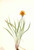 False Dandelion (Agoseris Aurantiaca) By Mary Vaux Walcott