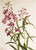 Fireweed (Epilobium Angustifolium) I By Mary Vaux Walcott