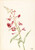 Fireweed (Epilobium Angustifolium) By Mary Vaux Walcott