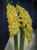 Daffodils By Mark Gertler