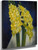 Daffodils By Mark Gertler